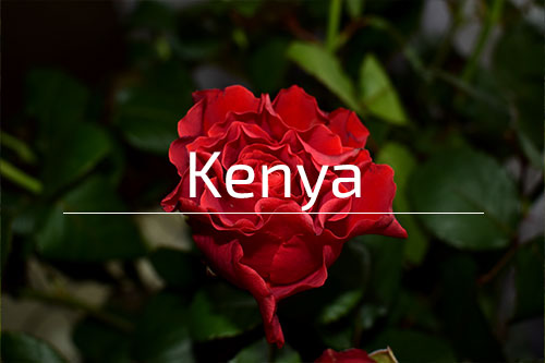 Kenya-Rose